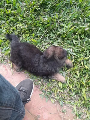 1-3 months Female Purebred German Shepherd