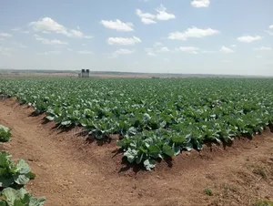 Get Land That Earns You Money