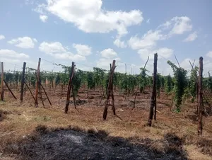 Get Land That Earns You Money