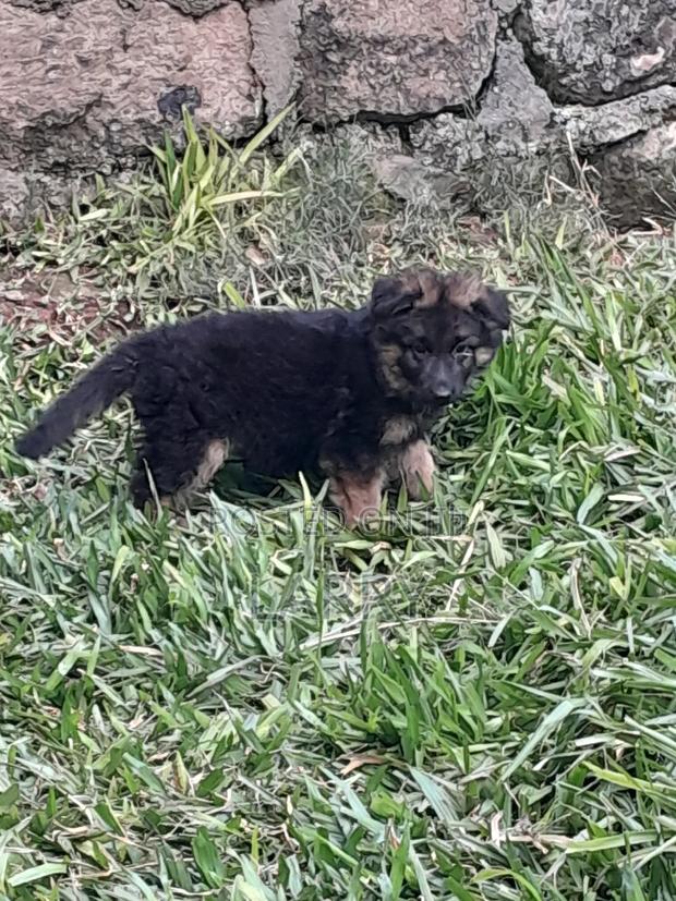 1-3 months Female Purebred German Shepherd