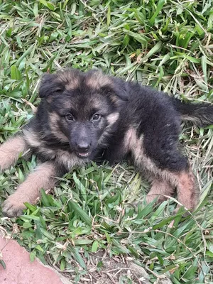 1-3 months Female Purebred German Shepherd