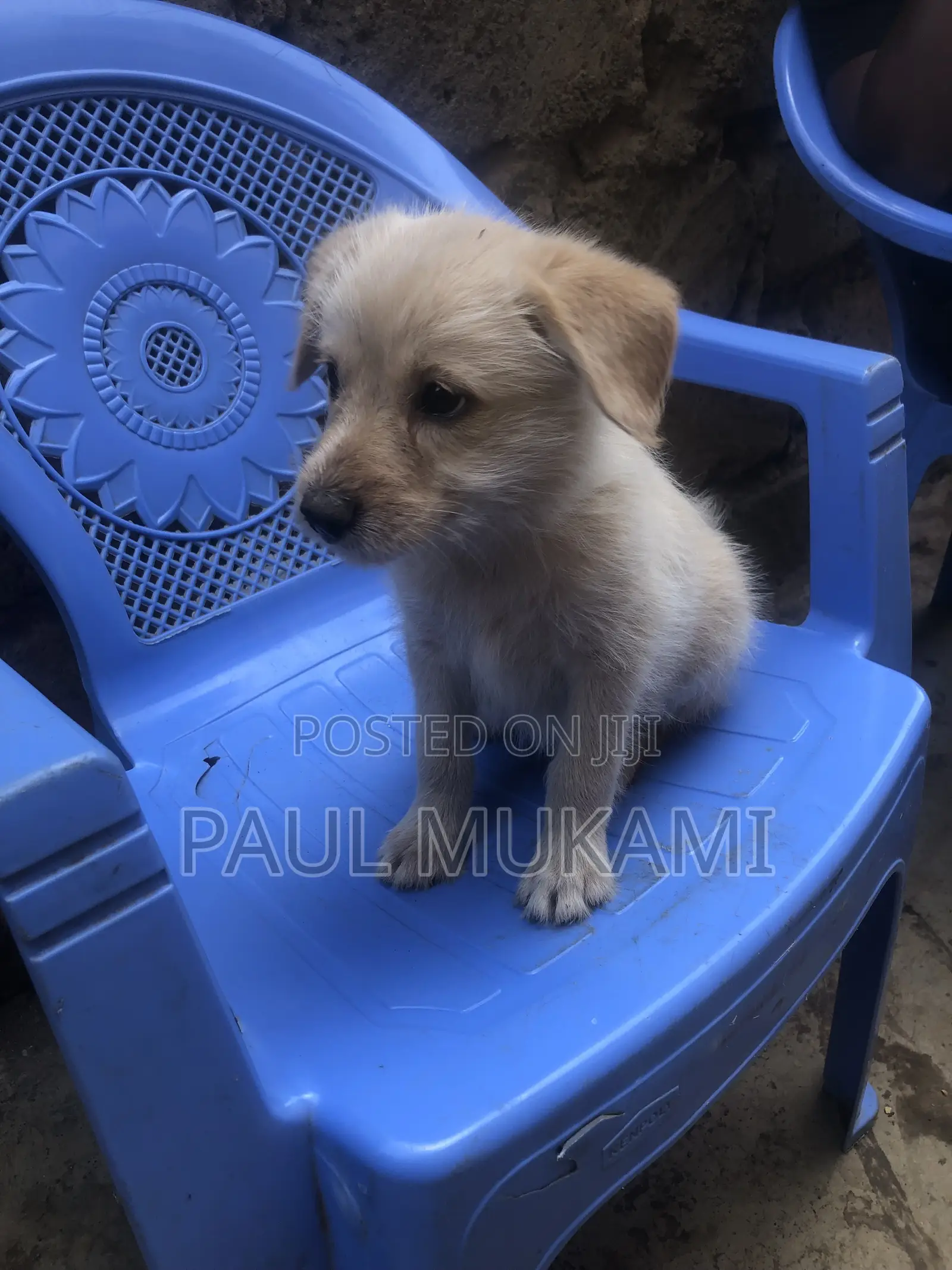 1-3 months Male Purebred Golden Retriever