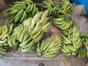 Green and Ripe Planteins