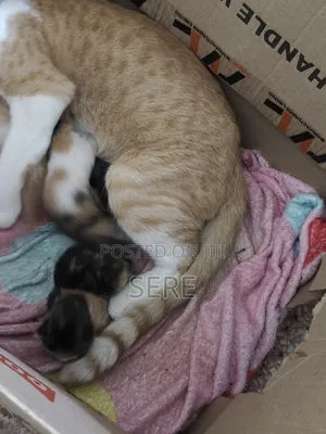 0-1 month Female Mixed Breed American Shorthair