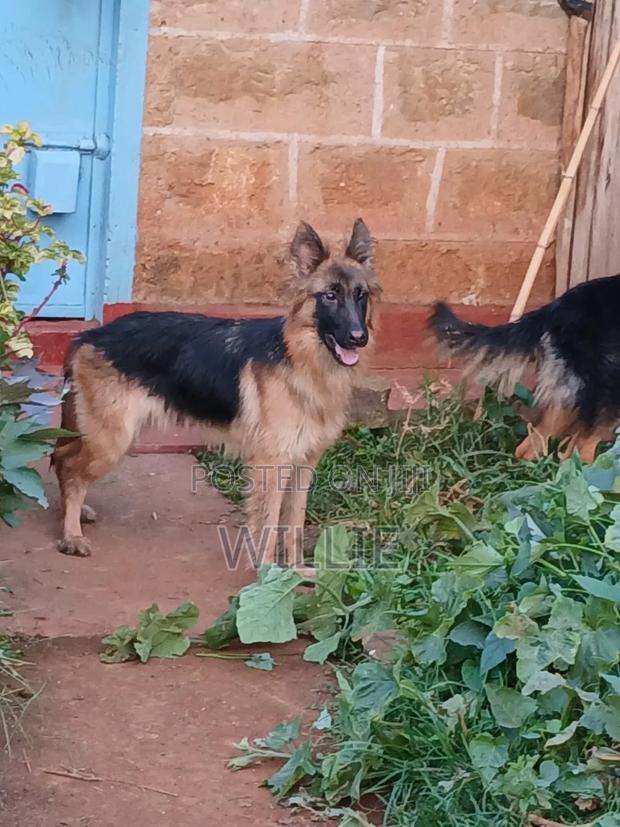 1+ year Female Purebred German Shepherd - thumbnail 2