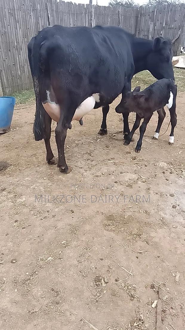Frisian Dairy Cow