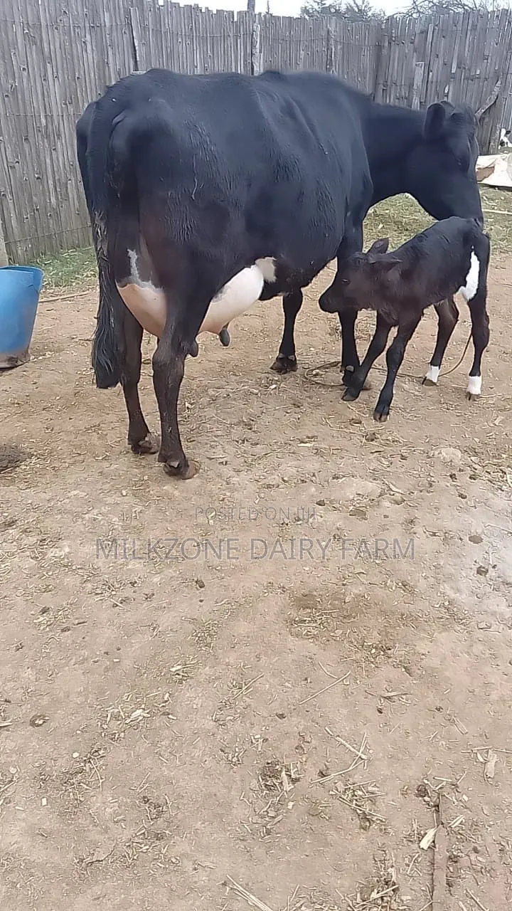 Frisian Dairy Cow
