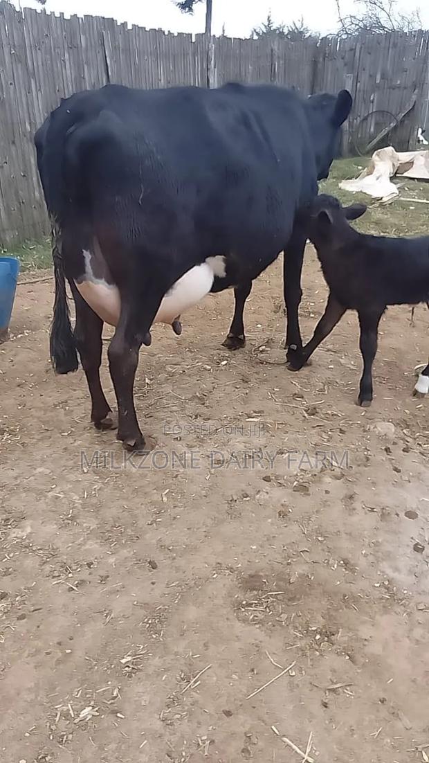 Frisian Dairy Cow - thumbnail 2