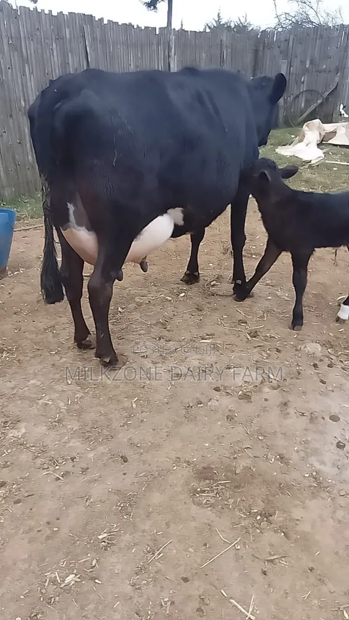 Frisian Dairy Cow