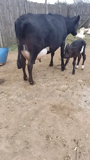 Frisian Dairy Cow
