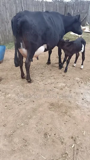 Frisian Dairy Cow