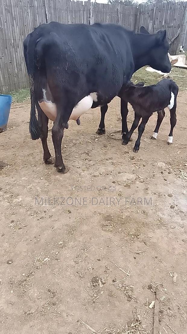 Frisian Dairy Cow - thumbnail 4