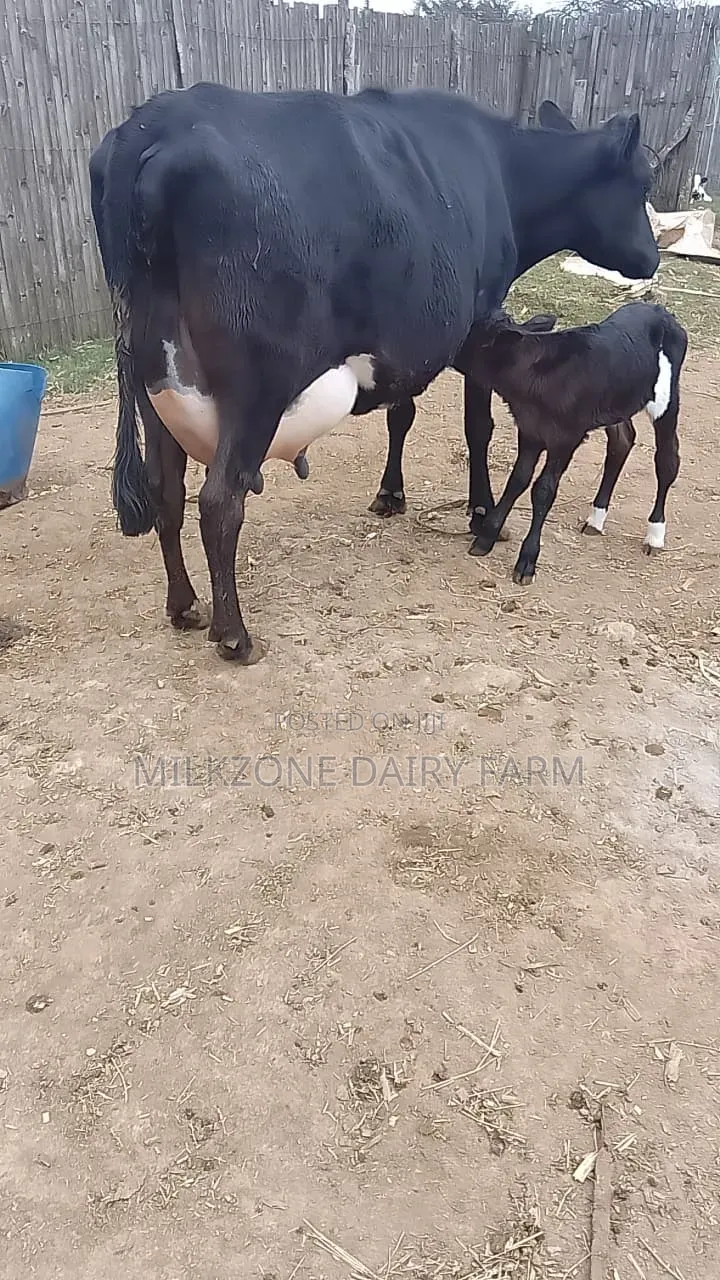 Frisian Dairy Cow