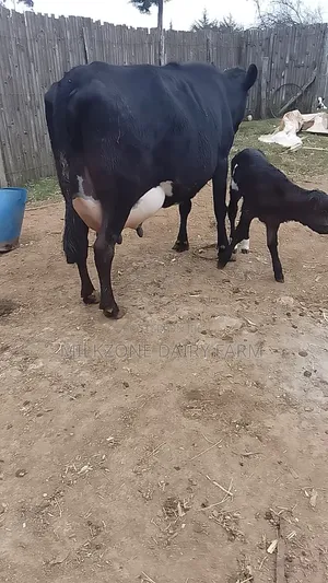 Frisian Dairy Cow