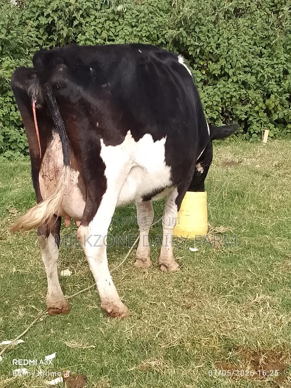 New Frisian