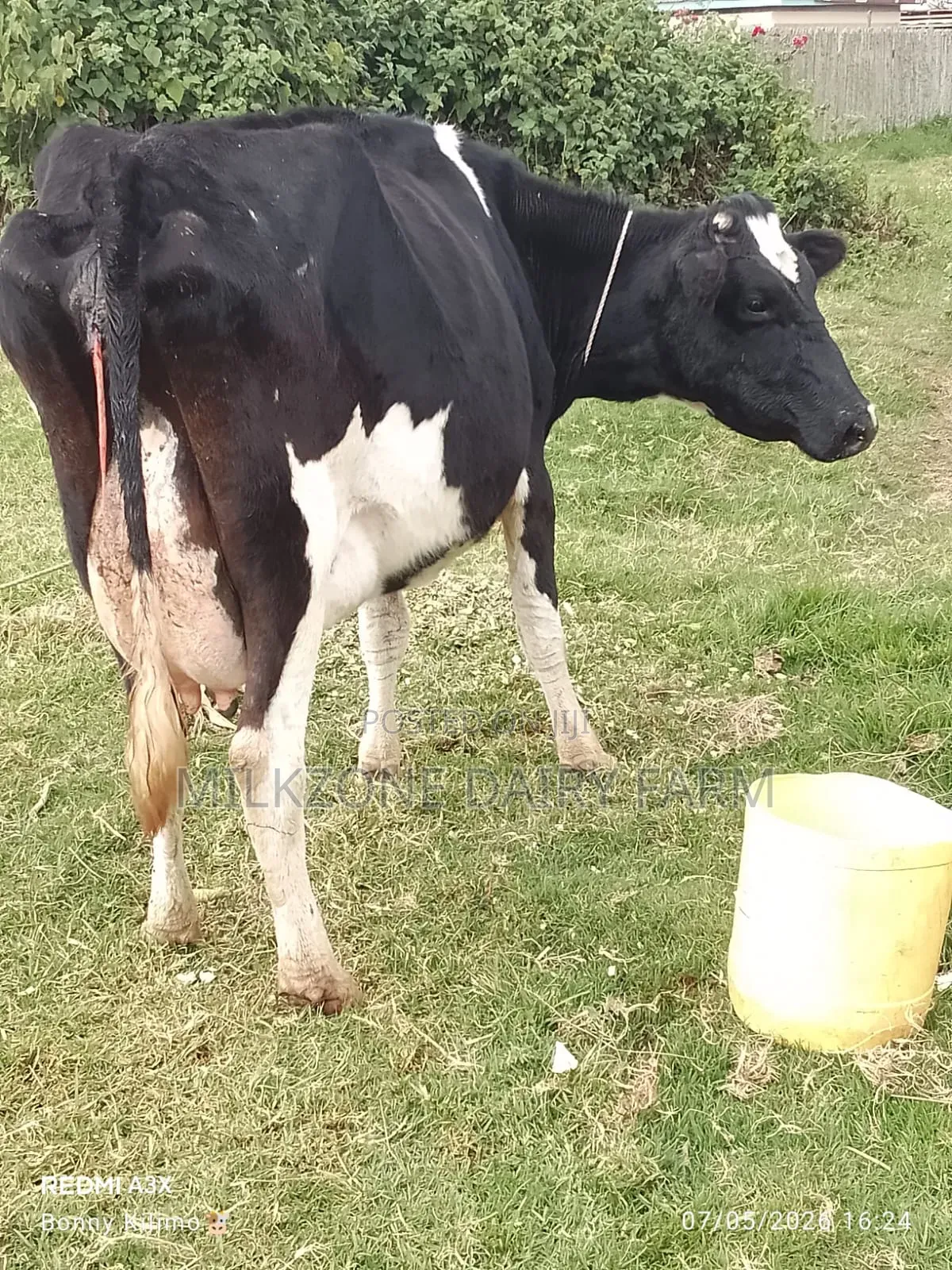 New Frisian