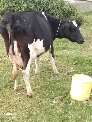 New Frisian