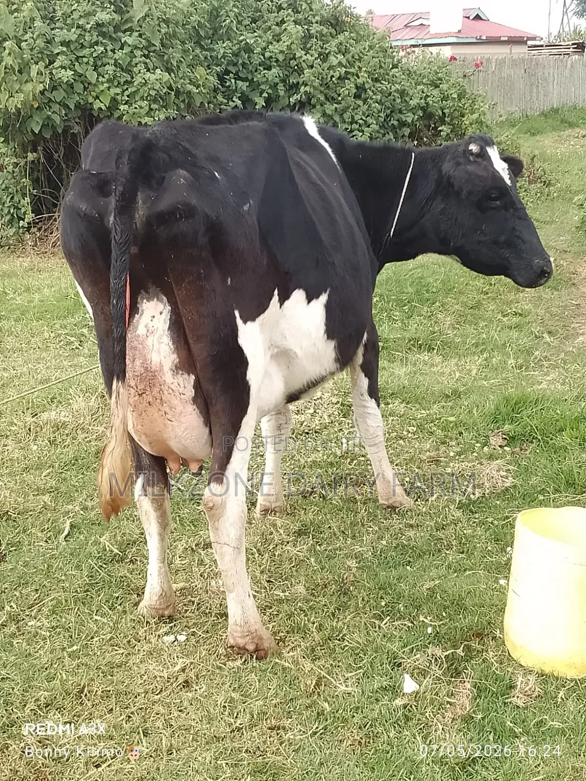 New Frisian