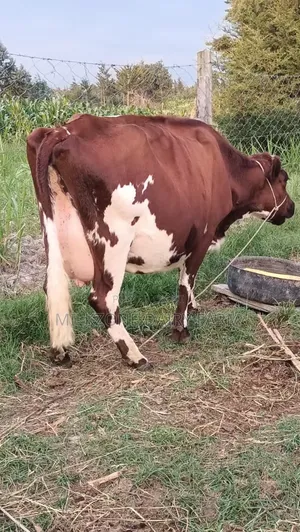 Asha Dairy Cow