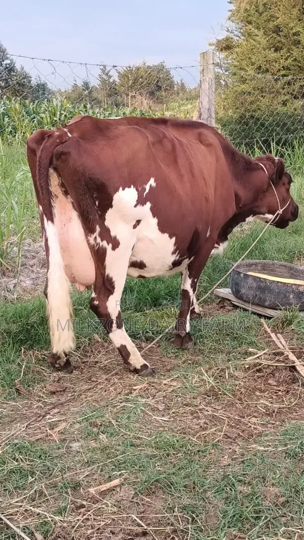 Asha Dairy Cow