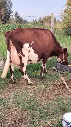 Asha Dairy Cow