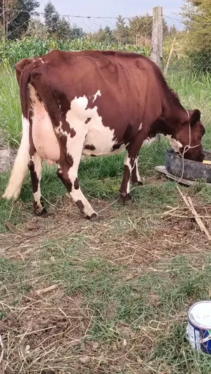 Asha Dairy Cow