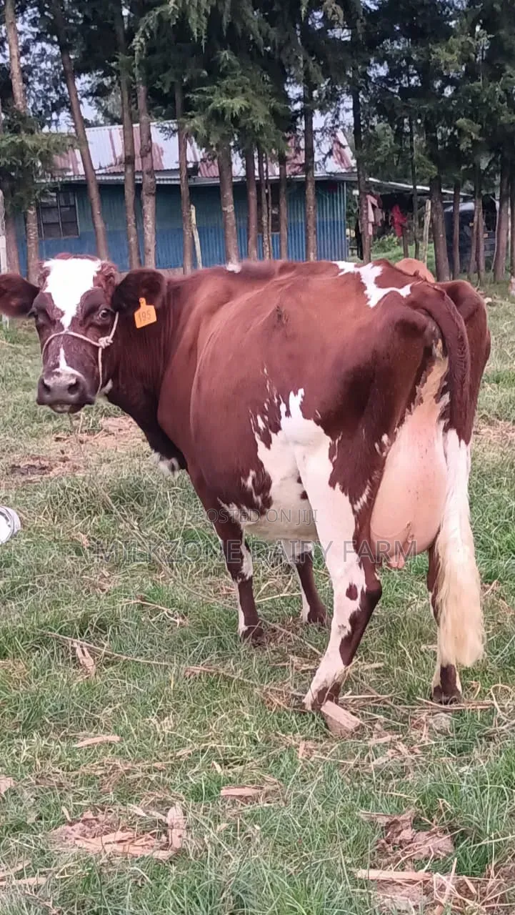 Asha Dairy Cow