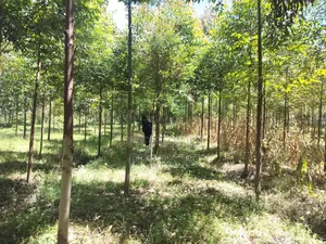 Kinangop Kitiri Kinja