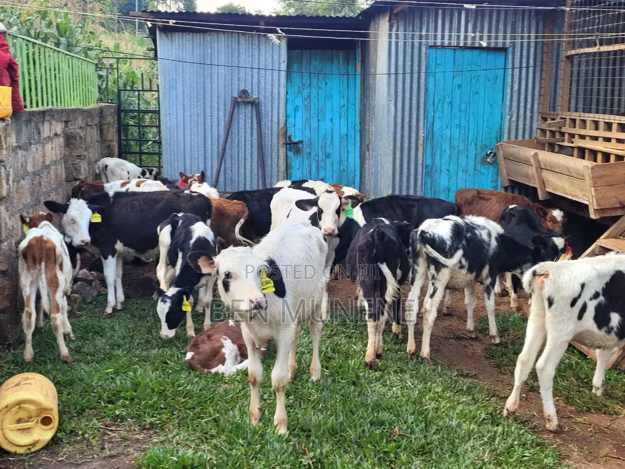 Super Perdigree Young Heifers