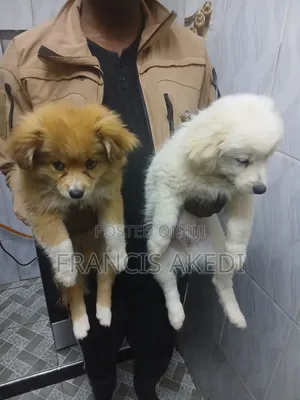 3-6 months Male Purebred Japanese Spitz