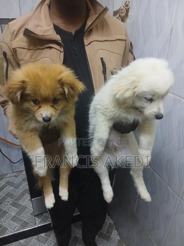 3-6 months Male Purebred Japanese Spitz