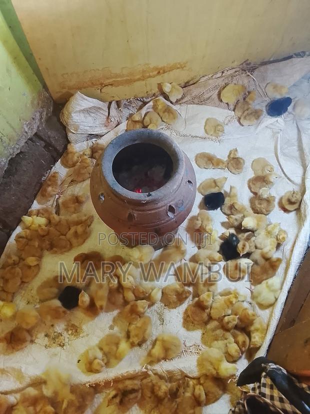 Improved Kienyeji Chicks