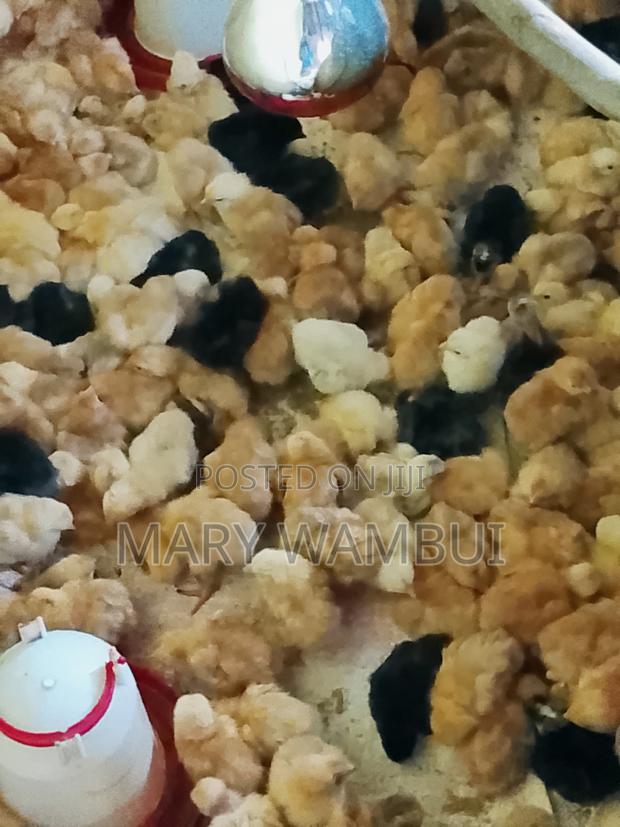 Improved Kienyeji Chicks - thumbnail 2