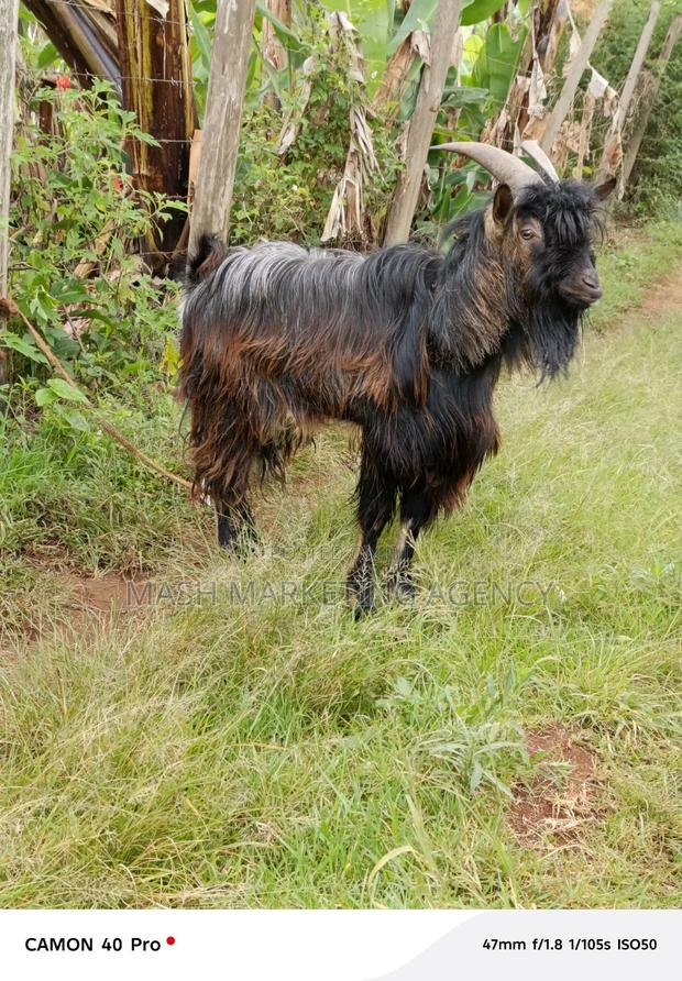 Goat Breed - main view