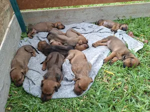 0-1 month Female Purebred Rhodesian Ridgeback