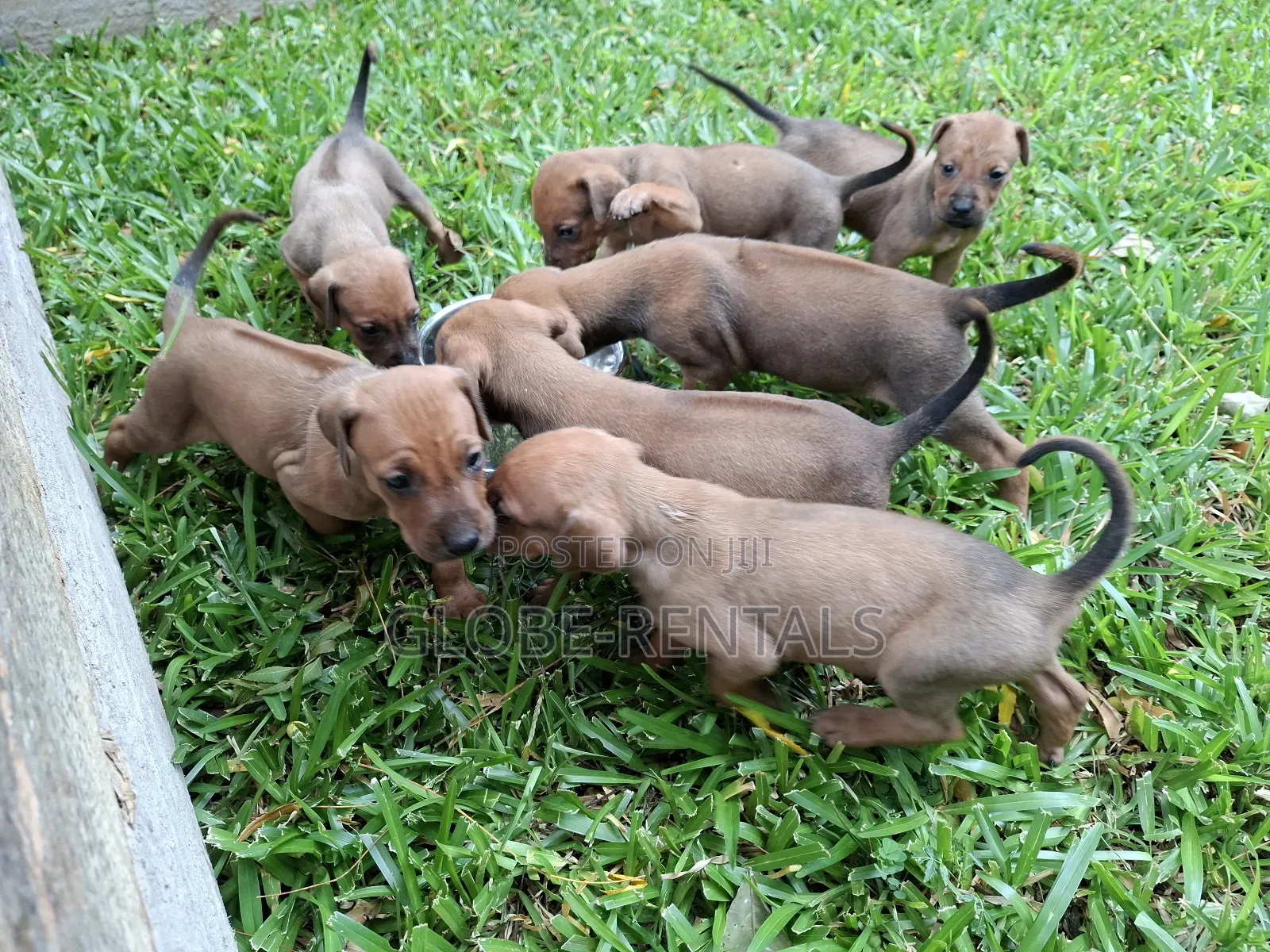 0-1 month Female Purebred Rhodesian Ridgeback