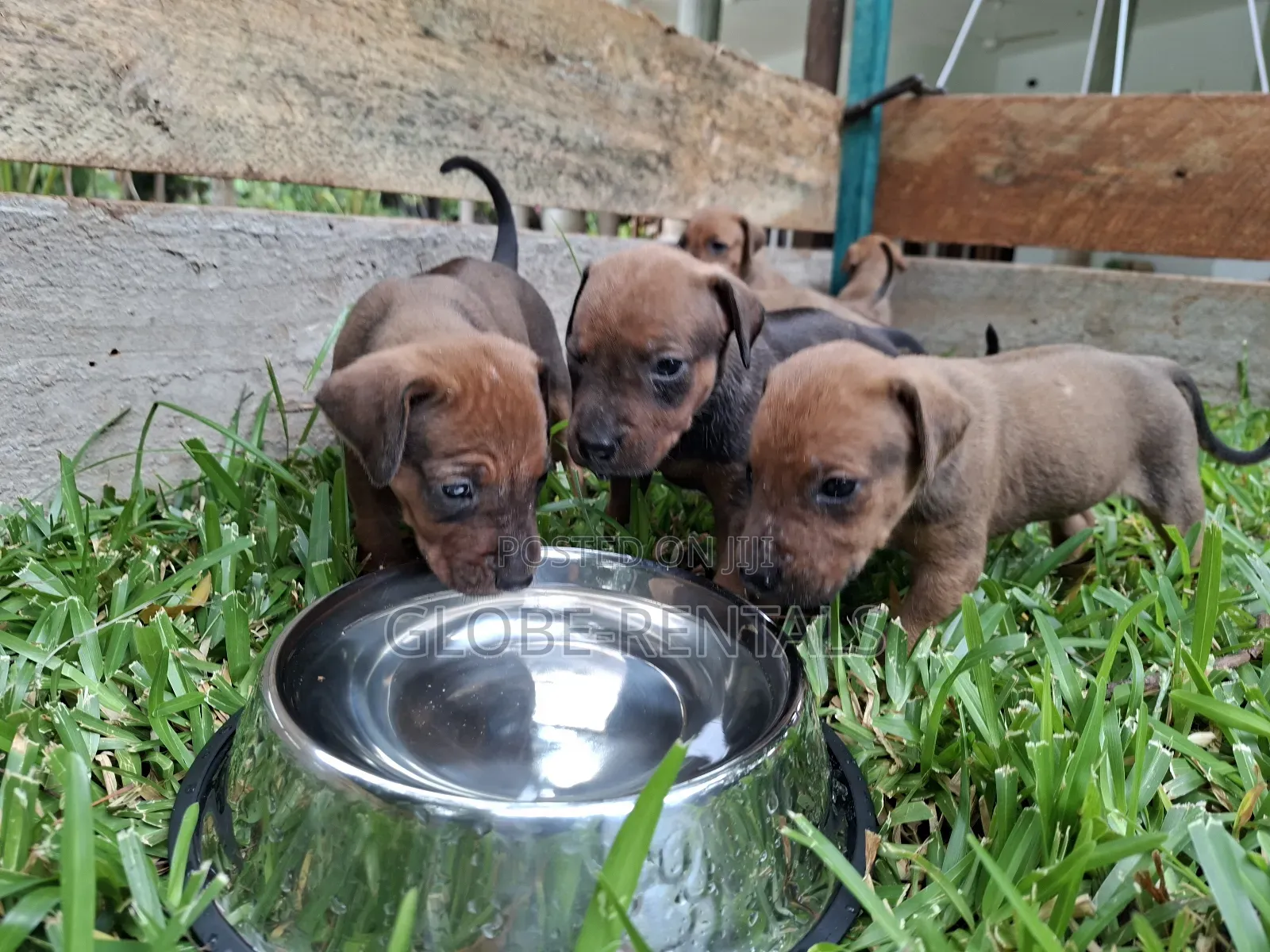 0-1 month Female Purebred Rhodesian Ridgeback