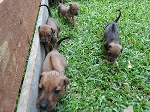 0-1 month Female Purebred Rhodesian Ridgeback