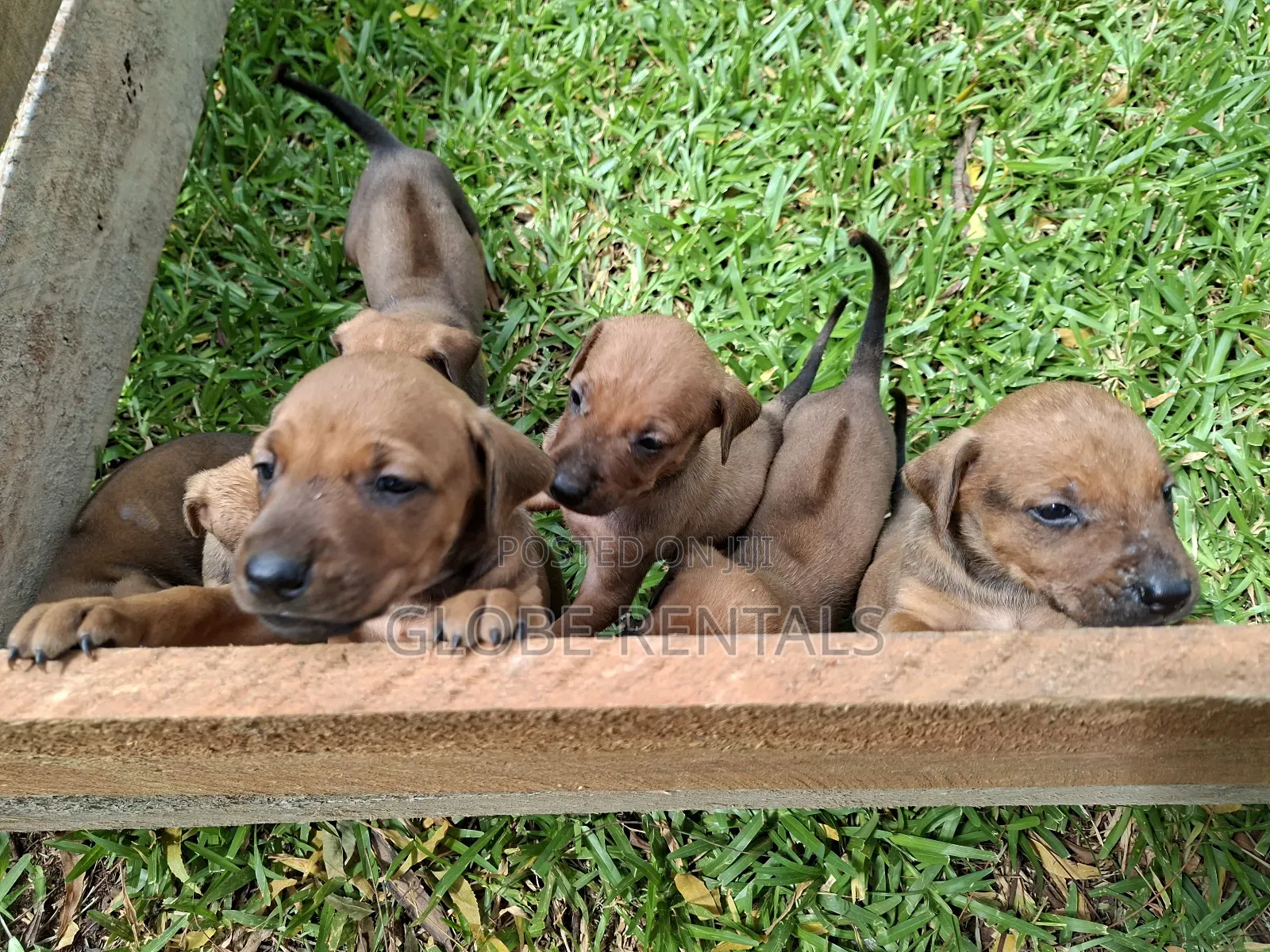 0-1 month Female Purebred Rhodesian Ridgeback