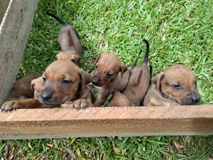 0-1 month Female Purebred Rhodesian Ridgeback