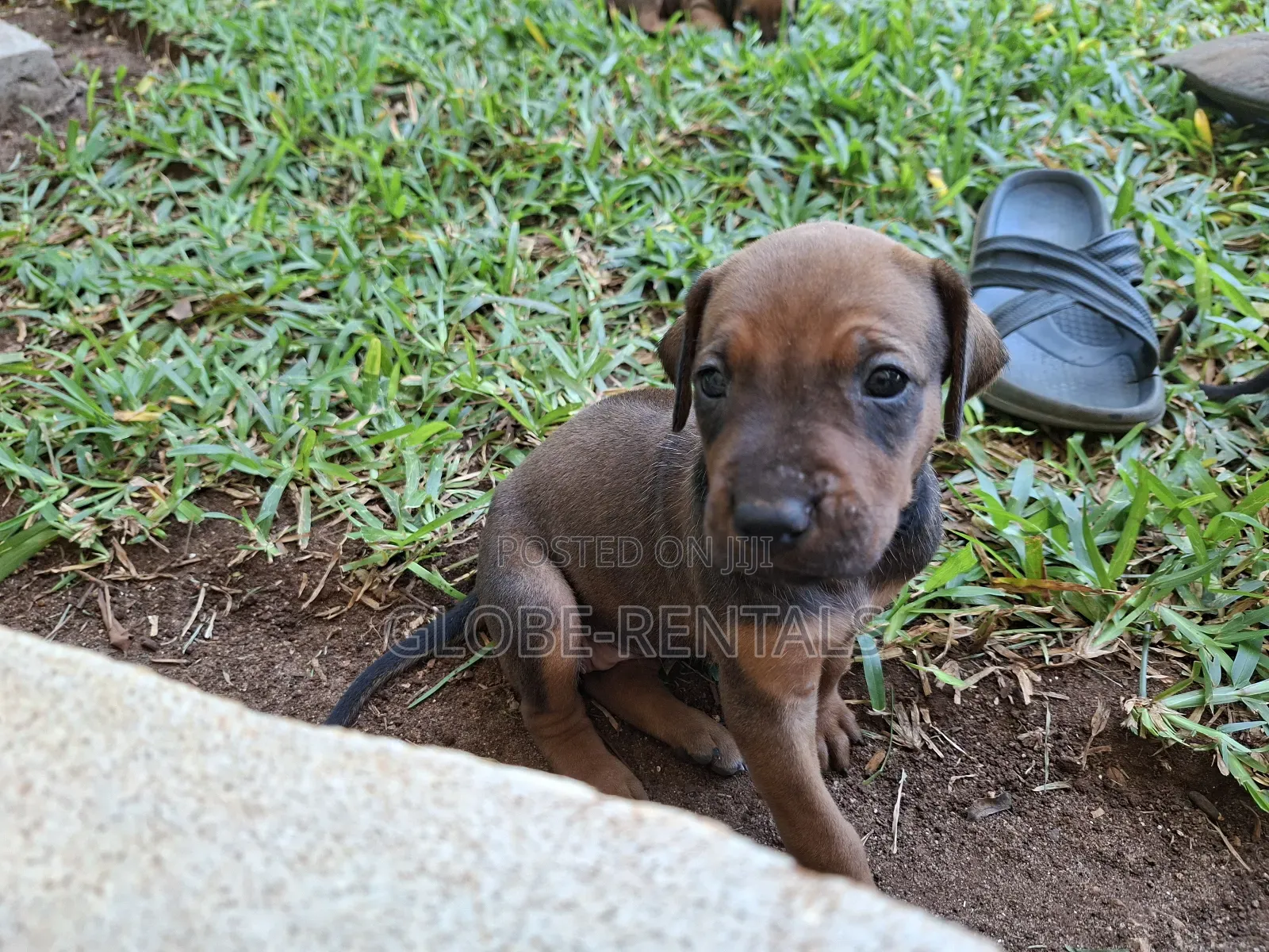 0-1 month Female Purebred Rhodesian Ridgeback