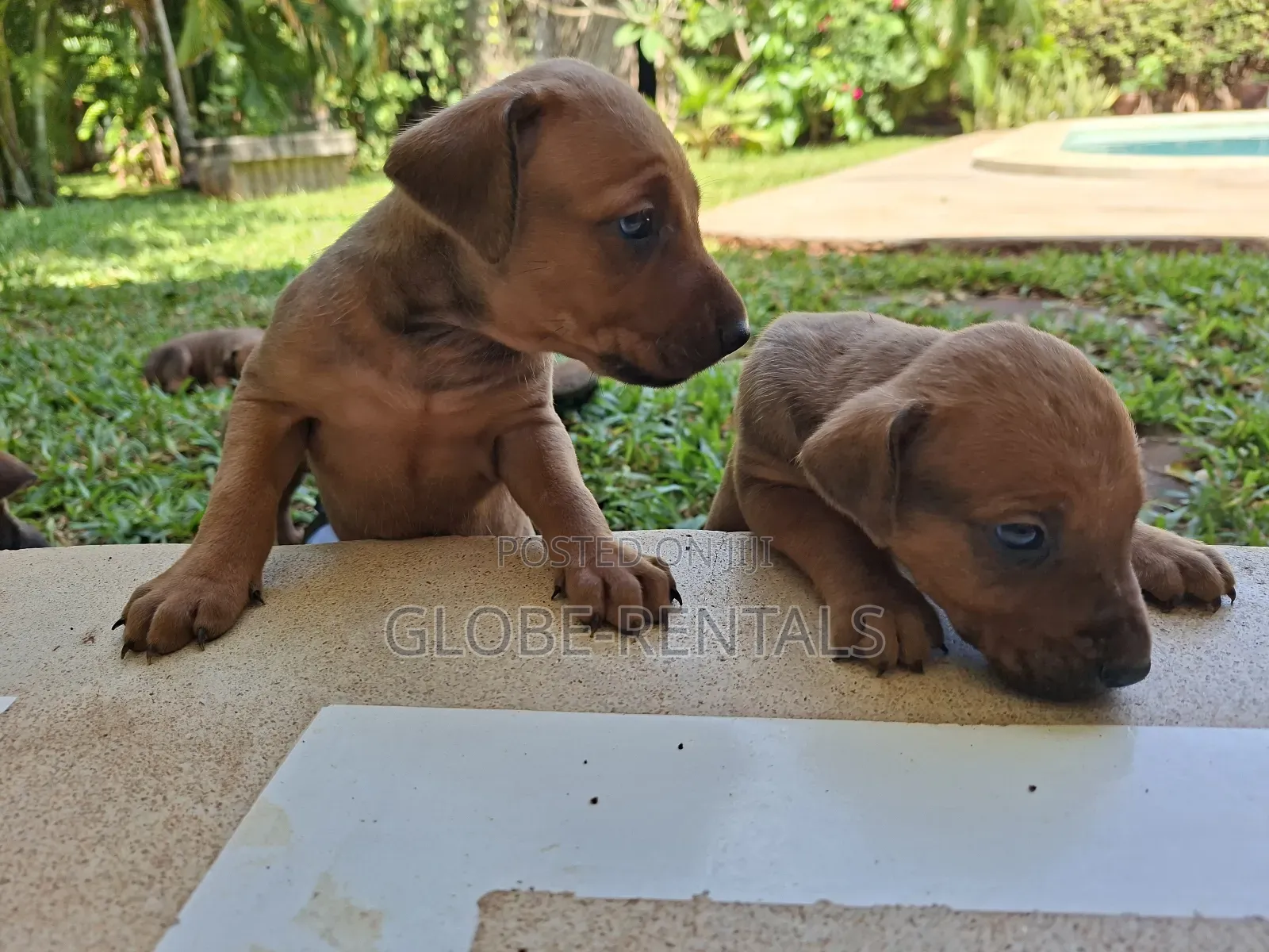 0-1 month Female Purebred Rhodesian Ridgeback