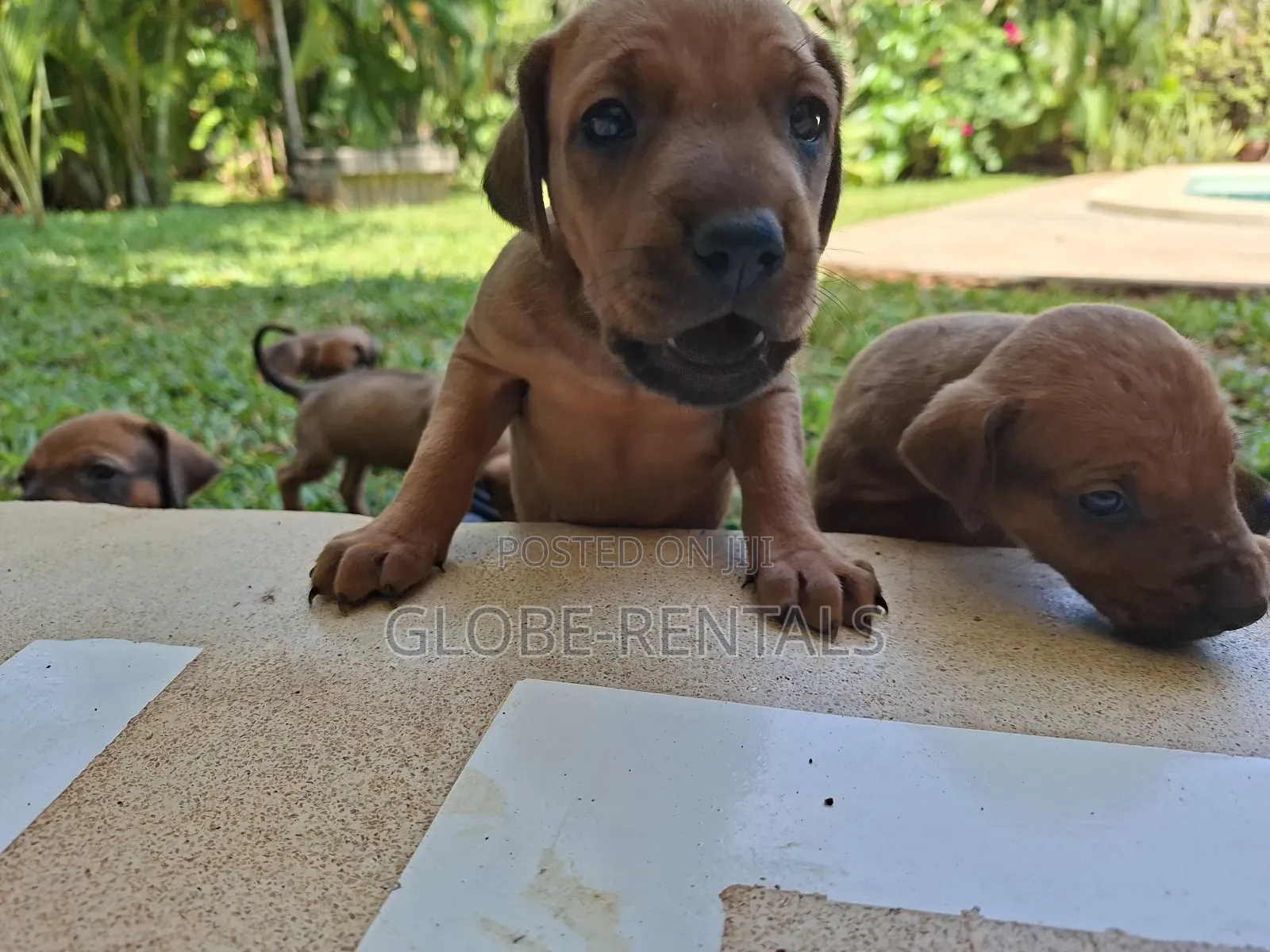 0-1 month Female Purebred Rhodesian Ridgeback