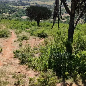 6 Acres at Mua Hills Best for a Homestead