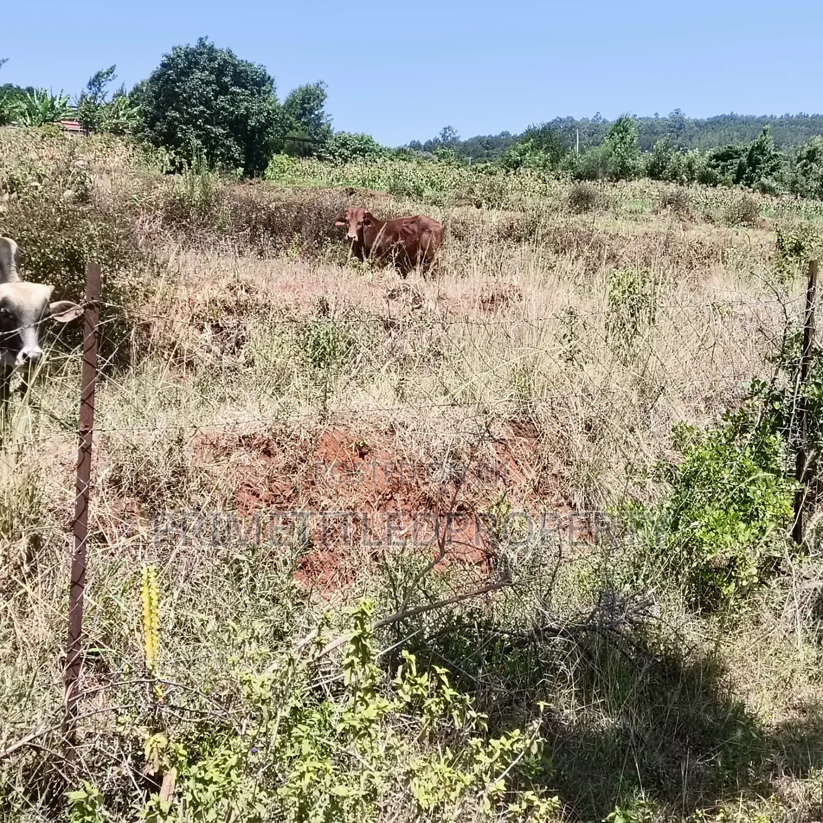 6 Acres at Mua Hills Best for a Homestead