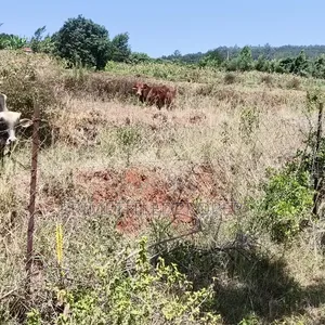 6 Acres at Mua Hills Best for a Homestead