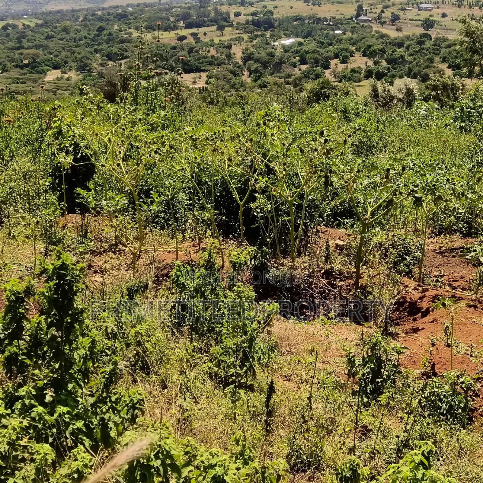6 Acres at Mua Hills Best for a Homestead