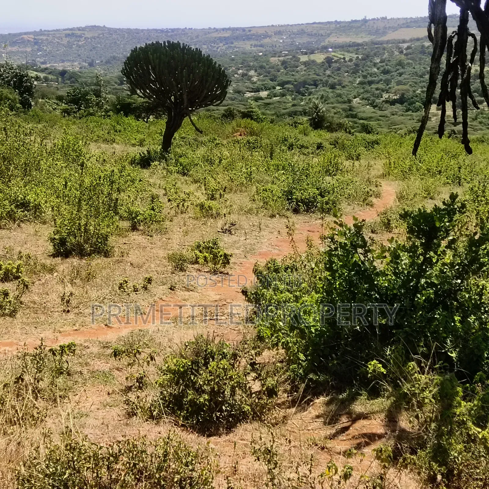 6 Acres at Mua Hills Best for a Homestead
