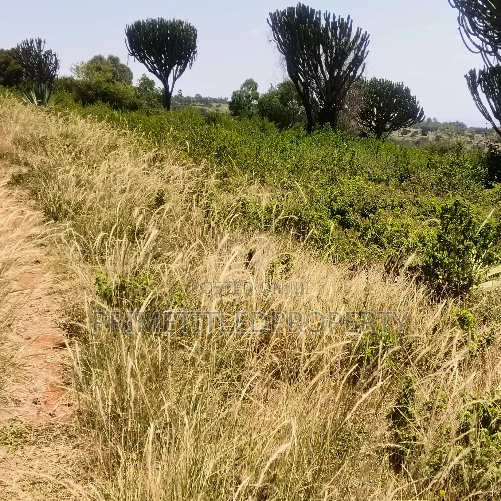 6 Acres at Mua Hills Best for a Homestead