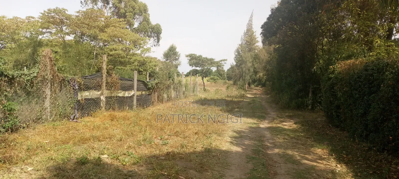 2 Plots 50×100 - 2plots100×100--1/2 Acer Plot